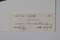 大花忍冬藏品圖，第2張
