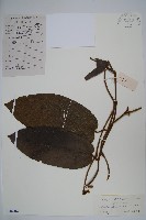 黃毛馬兜鈴藏品圖，第1張