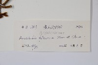 黃毛馬兜鈴藏品圖，第2張