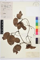 小木通藏品圖，第1張