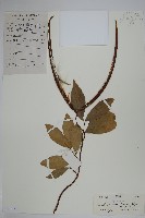 絡石藏品圖，第1張