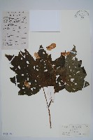 裂葉秋海棠藏品圖，第1張