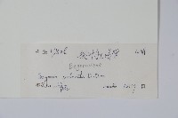 裂葉秋海棠藏品圖，第2張