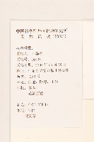 貓腥草藏品圖，第2張