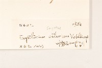 貓腥草藏品圖，第3張