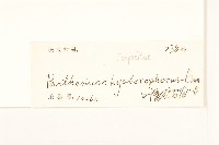 銀膠菊藏品圖，第3張