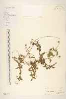 長柄菊藏品圖，第1張