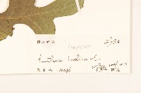 鵝仔草藏品圖，第3張