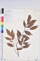 米飯花藏品圖，第1張