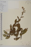 七里明艾納香藏品圖，第1張