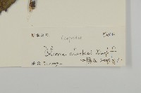 七里明艾納香藏品圖，第3張