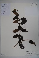裡白忍冬、紅腺忍冬藏品圖，第1張
