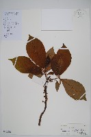 水東哥藏品圖，第1張