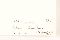 雞兒腸藏品圖，第3張
