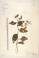 茄葉斑鳩菊藏品圖，第1張