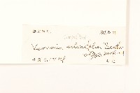 茄葉斑鳩菊藏品圖，第3張