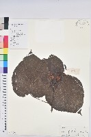 油桐藏品圖，第1張