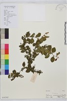 馬甲子藏品圖，第2張