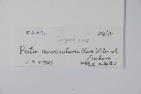 普剌特草藏品圖，第2張