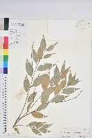 長尾栲、長尾柯、長尾尖葉櫧藏品圖，第1張