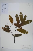 瓜馥木藏品圖，第1張