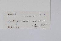 瓜馥木藏品圖，第2張