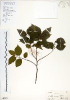 朴樹藏品圖，第1張