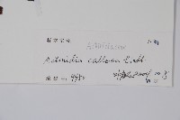 硬齒獼猴桃藏品圖，第2張