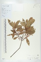 杜英、山杜英、蘭嶼杜英藏品圖，第1張