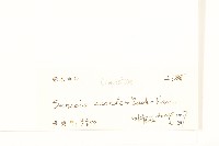 蔓黃菀藏品圖，第3張