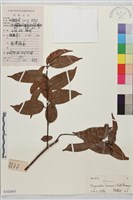 鉤狀雀梅藤, 巒大雀梅藤藏品圖，第1張