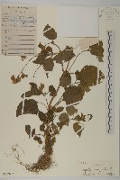 霍香薊藏品圖，第1張