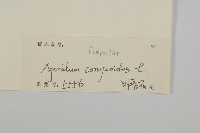 霍香薊藏品圖，第3張