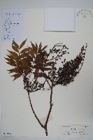 黃連木、爛心木藏品圖，第1張