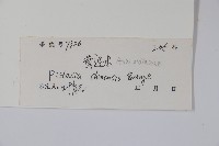 黃連木、爛心木藏品圖，第2張