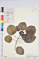 圓葉烏臼藏品圖，第1張