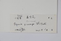 嘉陵花藏品圖，第2張
