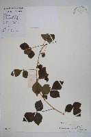 三葉五加藏品圖，第1張