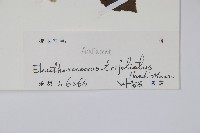 三葉五加藏品圖，第2張