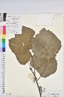 登錄號:S102656藏品圖，第1張