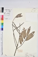 星刺栲、羅浮錐藏品圖，第1張