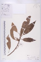 顯脈杜英藏品圖，第1張