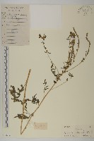 豬草、瘤果菊藏品圖，第1張