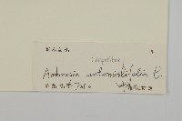 豬草、瘤果菊藏品圖，第3張