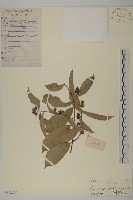 南華南蛇藤，青江藤藏品圖，第1張