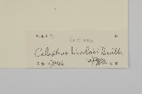 南華南蛇藤，青江藤藏品圖，第3張