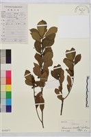 鈍齒鼠李藏品圖，第1張