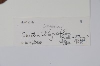 厚殼樹藏品圖，第2張