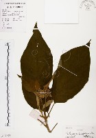 山煙草藏品圖，第1張