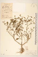 嶺南野菊藏品圖，第1張